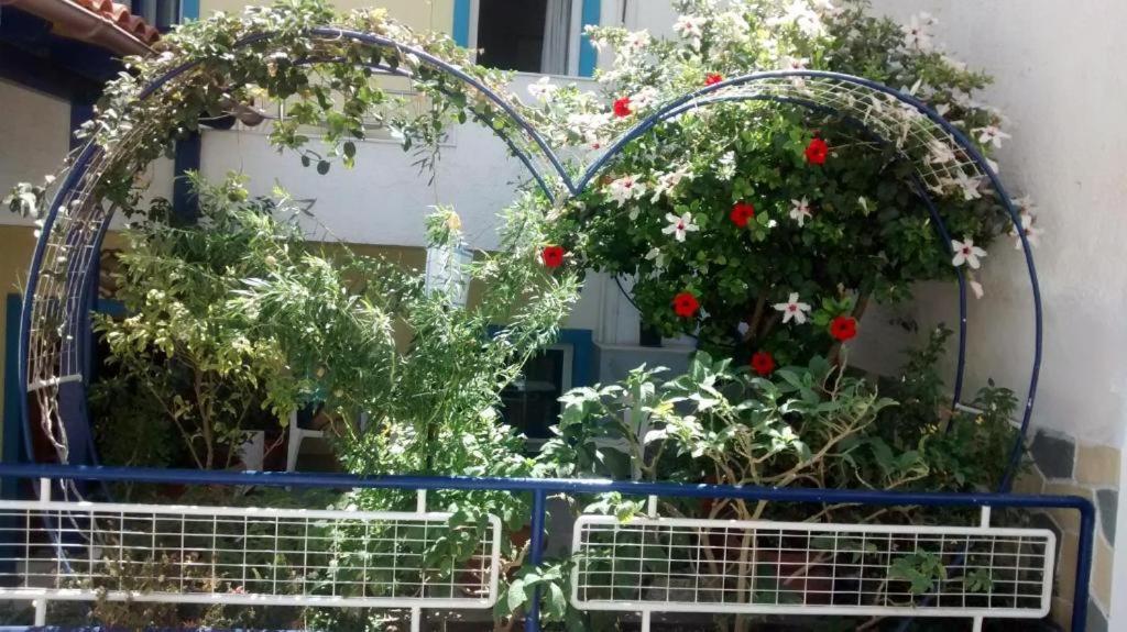 Apollonia Apartments Agia Pelagia Eksteriør billede